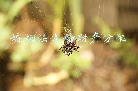 婚姻法离婚财产分配