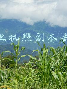 营业执照副本丢失
