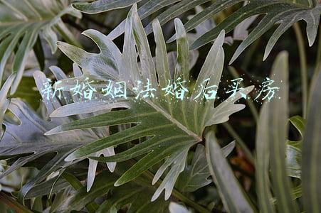 新婚姻法婚后买房