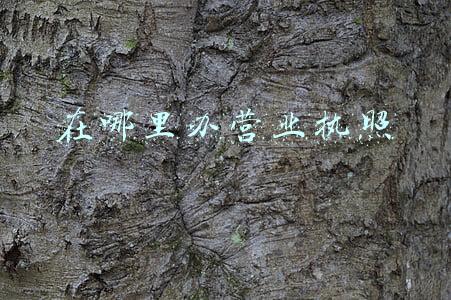 在哪里办营业执照
