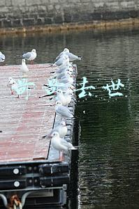 哥哥去世