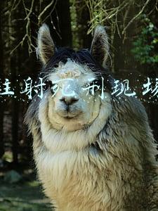注射死刑现场