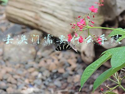 大陆去澳门需要什么手续(澳门入境新规，去澳门最少要带5千澳门元？)