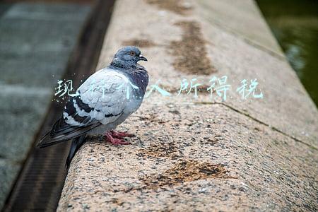 现行个人所得税的扣除标准是8000元对不对(新个税专项扣除细则来了 每年最高扣除15.44万)