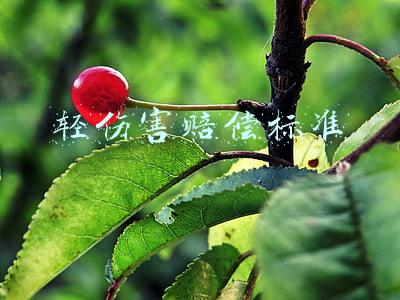 轻伤害赔偿标准