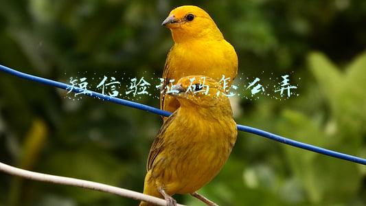 短信验证码怎么弄