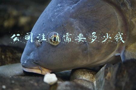 公司注销需要多少钱