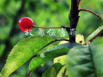 故意伤害罪