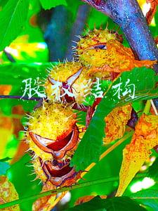 股权结构