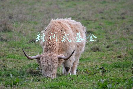 封闭式基金