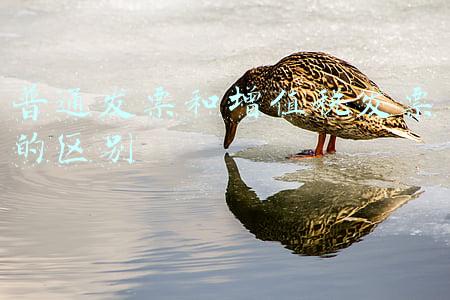 普通发票和增值税发票的区别