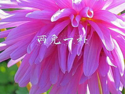 两免一补政策实施时间(好消息：秋季“两免一补”继续发放，每户可领1000多！如何领取？)