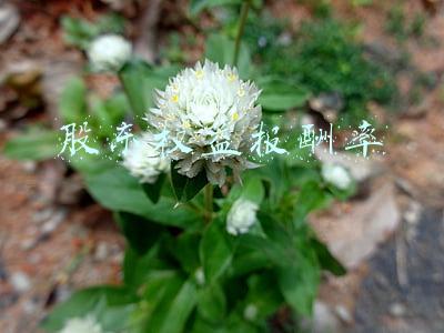 股东权益报酬率