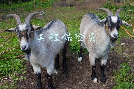 工程保险费怎么计算(造价工程师《计价控制》精讲考点：建安工程费用构成和计算)