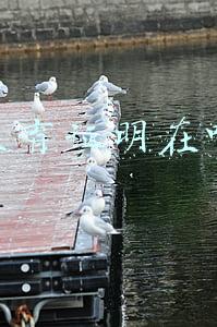 计划生育证明在哪里开