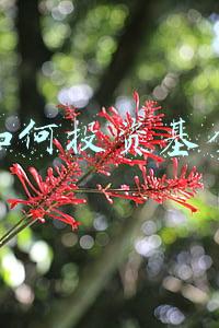 如何投资基金
