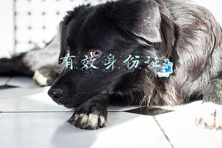 有效身份证件包括(疫情期间，罪犯亲属办理视频会见流程来了)