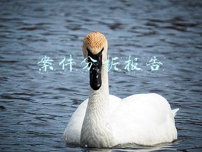 案件分析报告