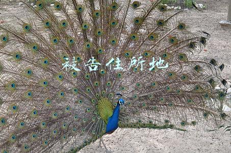 被告住所地