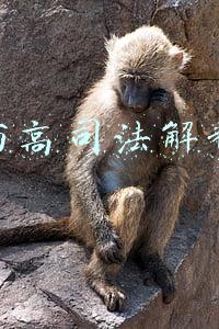 两高司法解释