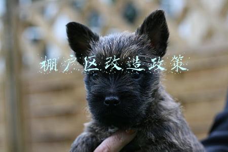 棚户区改造政策