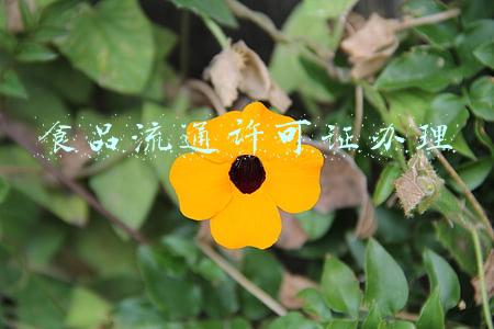 食品流通许可证办理