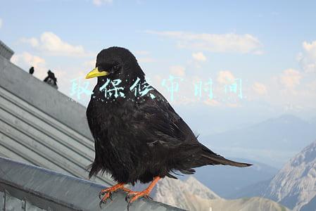 取保候审时间