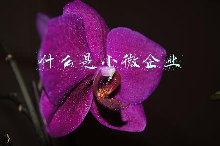 什么是小微企业
