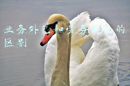 业务外包和劳务外包的区别