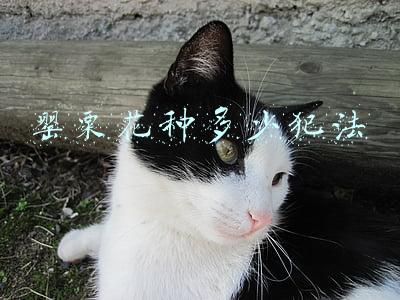 罂粟花种多少犯法