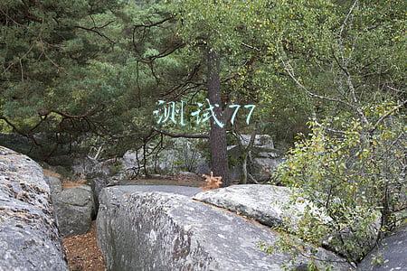 测试77