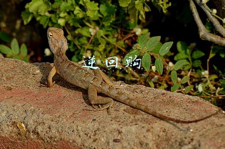 逆回购