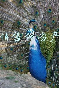 生产销售伪劣产品罪