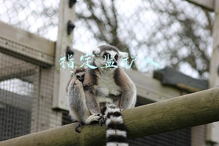 指定监护人