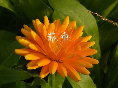 菲币