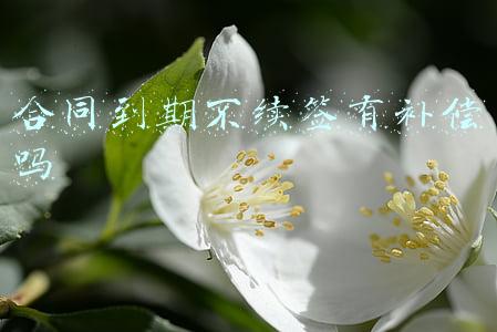 合同到期不续签有补偿吗