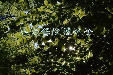 养老保险滞纳金