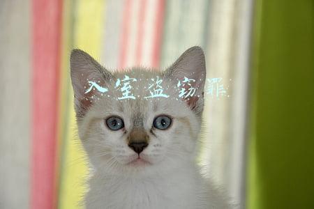 入室盗窃罪