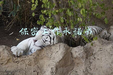 保密工作承诺书怎么写(保密协议书)
