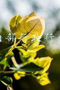 内部行政行为是具体行政行为吗(2022年公务员考试法律常识题)
