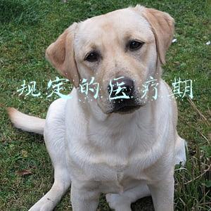 规定的医疗期
