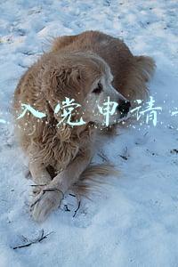 大学生入党申请书范文
