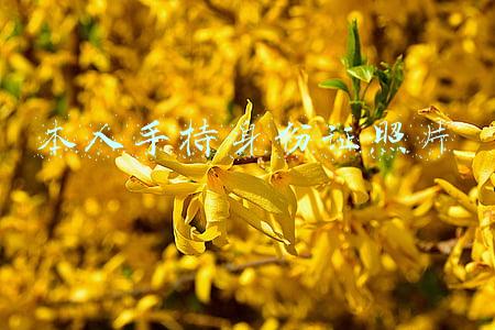本人手持身份证照片