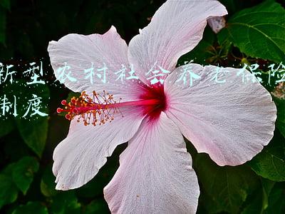 新型农村社会养老保险制度