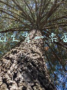 计划生育一票否决