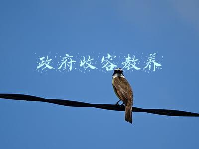 政府收容教养每天干什么(未成年人收容教养制度何去何从)