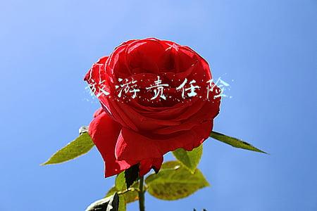 旅游责任险