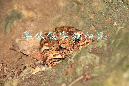 年休假实施细则