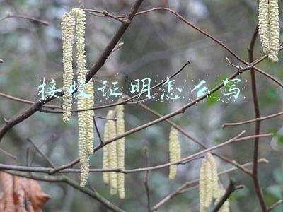 接收证明怎么写