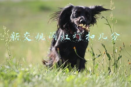 新交规闯红灯扣几分